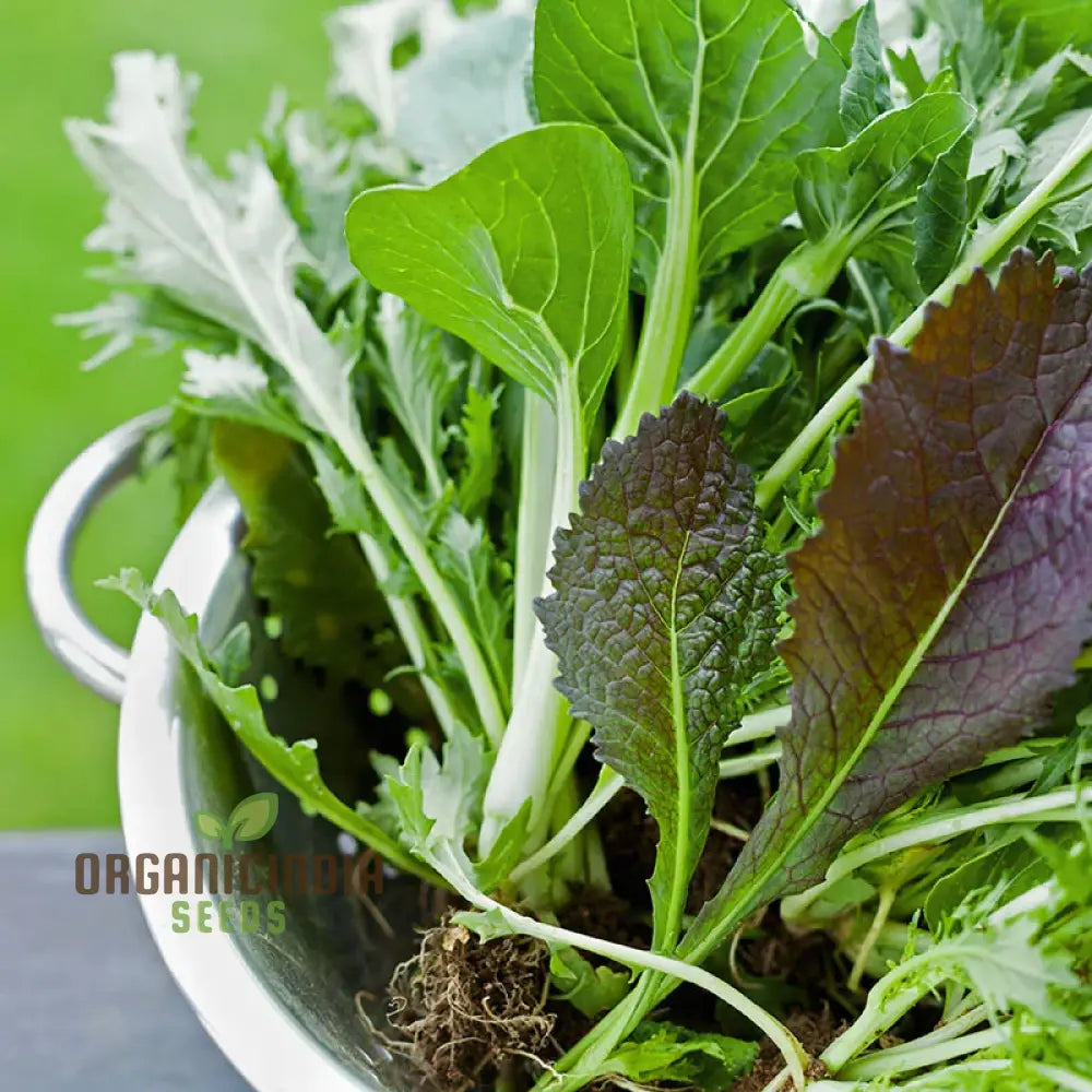 Mixed Oriental Leaves Vegetable Seeds For Planting Premium Quality Successful Gardening