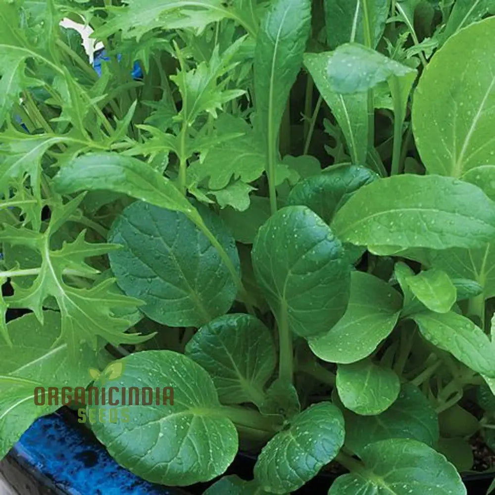 Mixed Oriental Leaves Vegetable Seeds For Planting Premium Quality Successful Gardening