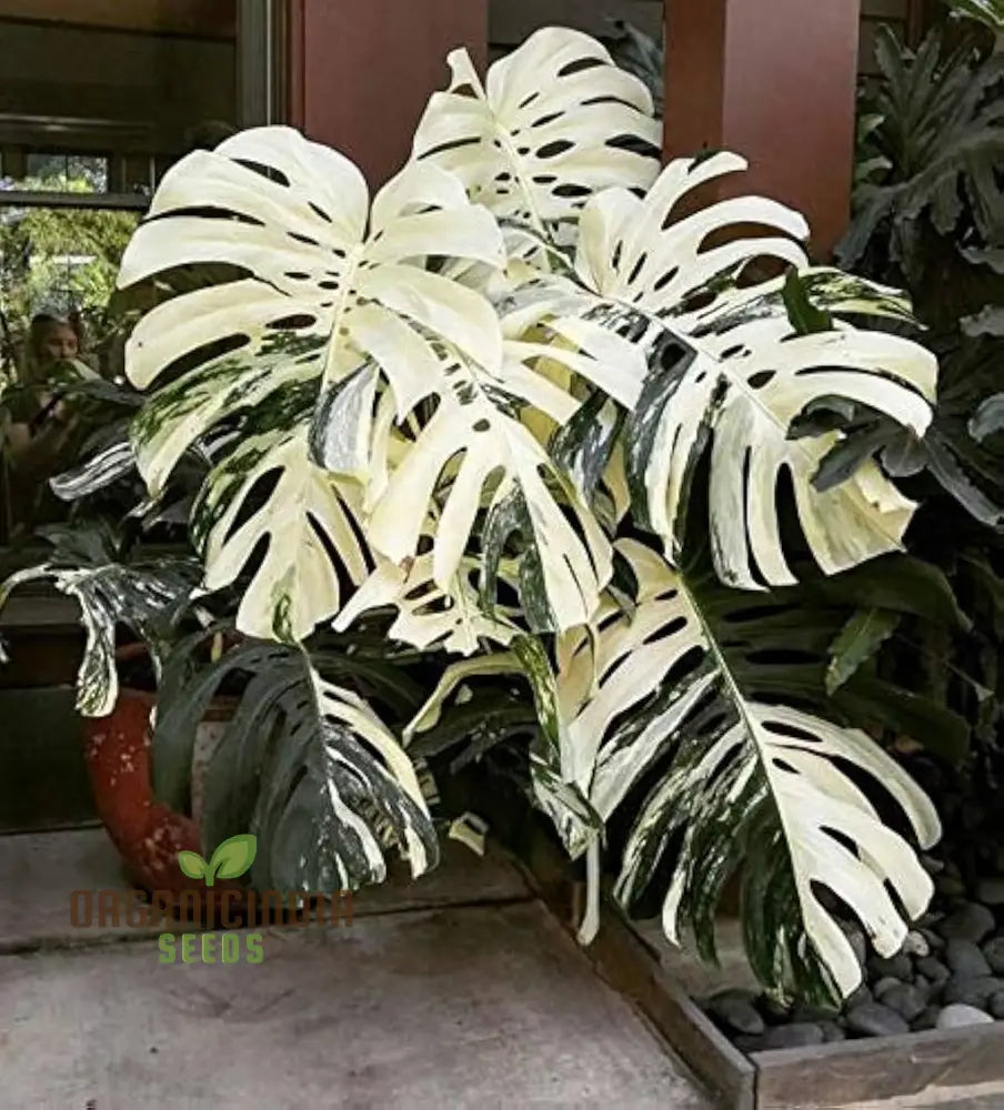 Mixed Palm & Monstera Seeds - 100 Pcs Plant