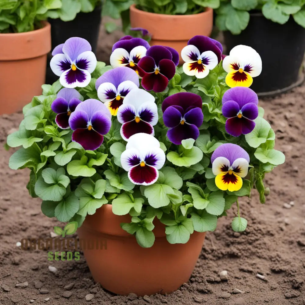 Mixed Pansy Flower Seeds - Colorful Variety For Charming Garden Beds Annuals