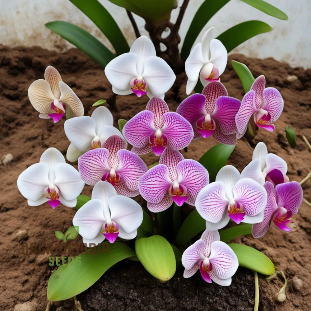 Mixed Phalaenopsis Orchid Flower Seeds - Diverse Assortment For Stunning Displays Perennials