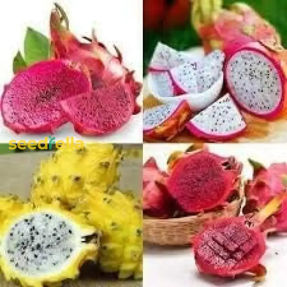 Mixed Pitaya Fruit Seeds For Easy Planting