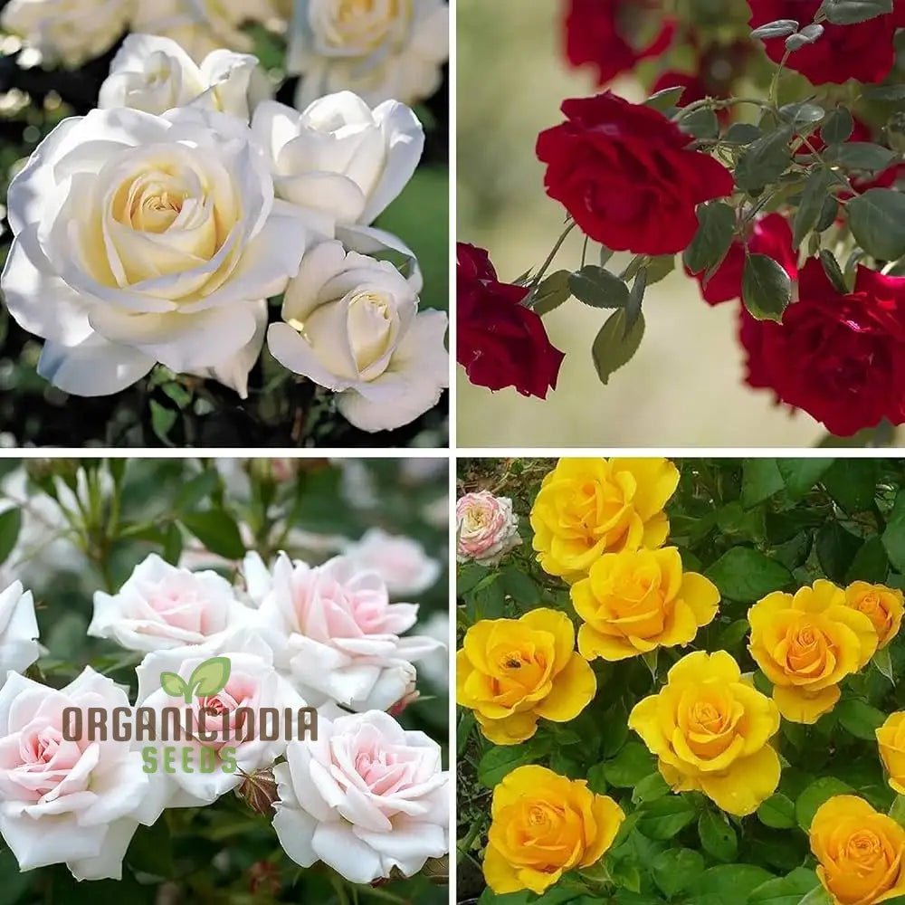 Mixed Rose Seeds For Planting Non-Gmo Flower Home Garden - Premium Gardening Vibrant Blooms Ideal