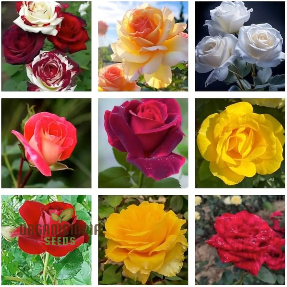 Mixed Rose Seeds For Planting Non-Gmo Flower Home Garden - Premium Gardening Vibrant Blooms Ideal