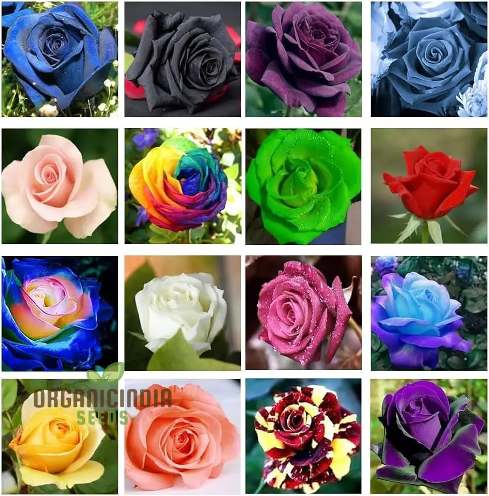 Mixed Rose Seeds For Planting Non-Gmo Flower Home Garden - Premium Gardening Vibrant Blooms Ideal