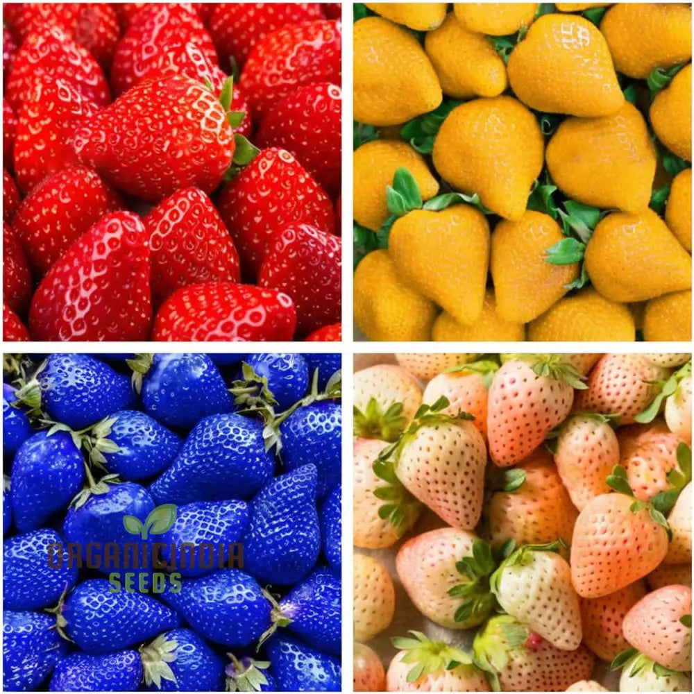 ’Mixed Strawberry Fruit Seeds Organic Fast-Growing High Yield Perfect For Home Gardens