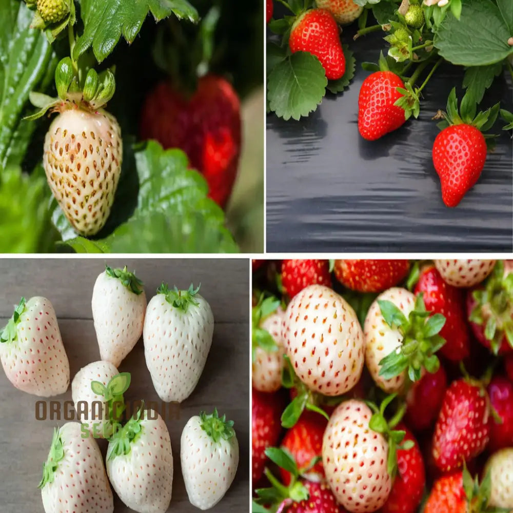 ’Mixed Strawberry Fruit Seeds Organic Fast-Growing High Yield Perfect For Home Gardens