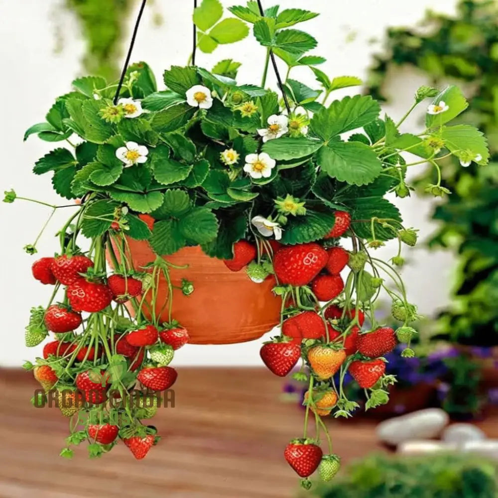 ’Mixed Strawberry Fruit Seeds Organic Fast-Growing High Yield Perfect For Home Gardens