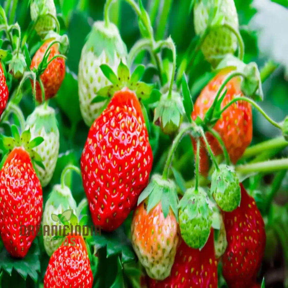 ’Mixed Strawberry Fruit Seeds Organic Fast-Growing High Yield Perfect For Home Gardens