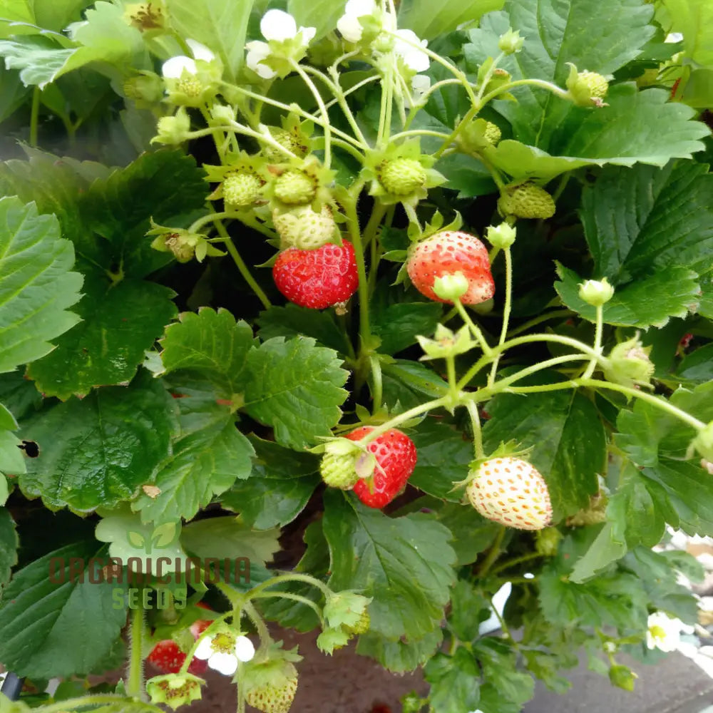 ’Mixed Strawberry Fruit Seeds Organic Fast-Growing High Yield Perfect For Home Gardens