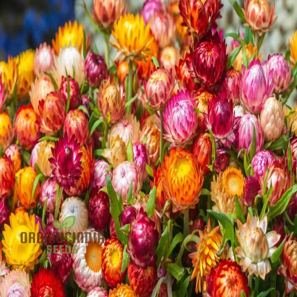 Mixed Strawflower Seeds For Vibrant Garden Blooms - Premium Quality Lush And Colorful Flower Beds