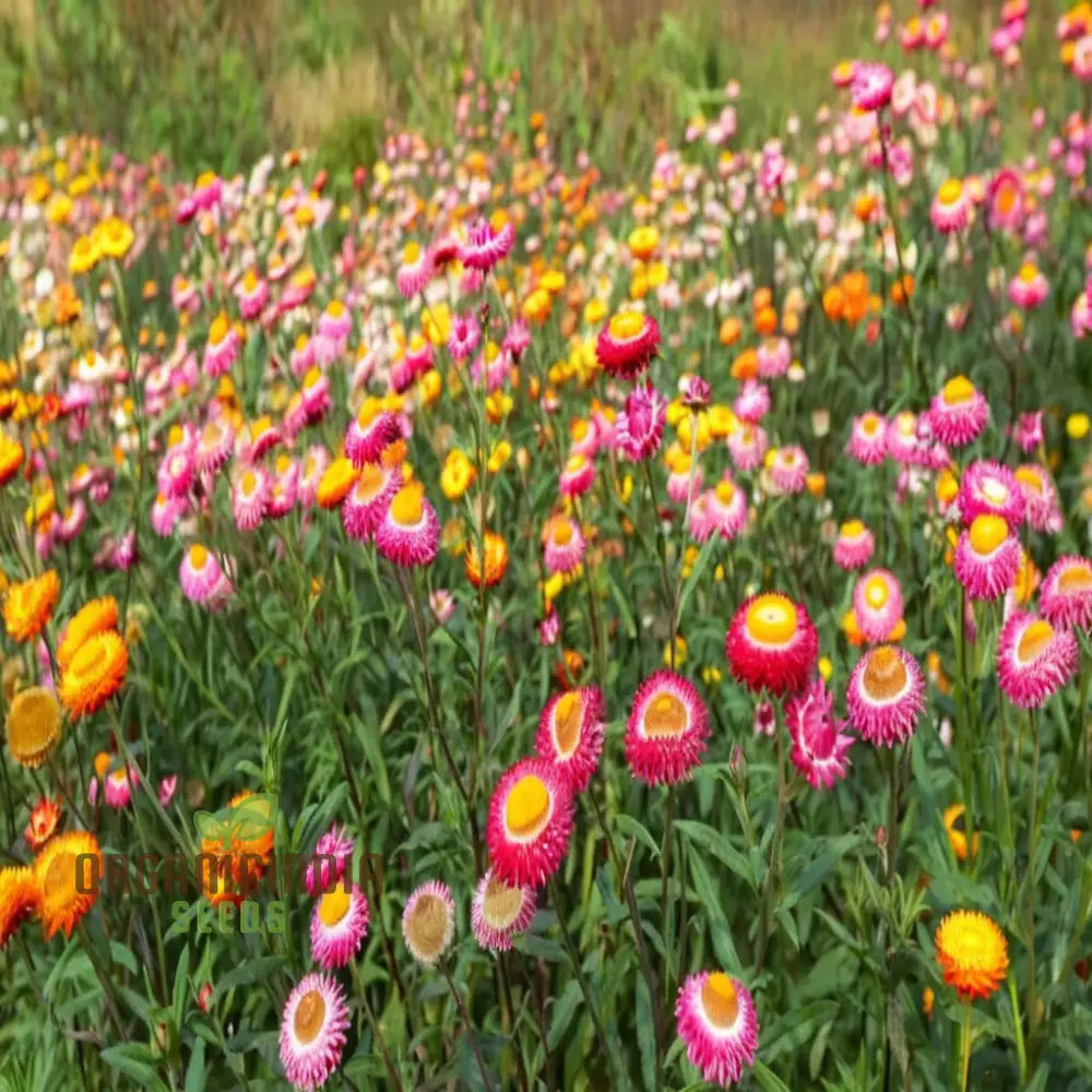 Mixed Strawflower Seeds For Vibrant Garden Blooms - Premium Quality Lush And Colorful Flower Beds