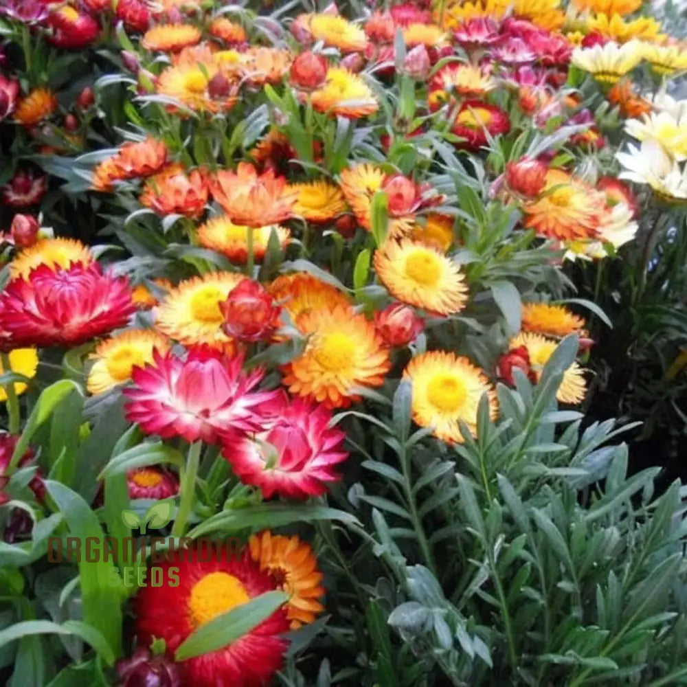 Mixed Strawflower Seeds For Vibrant Garden Blooms - Premium Quality Lush And Colorful Flower Beds