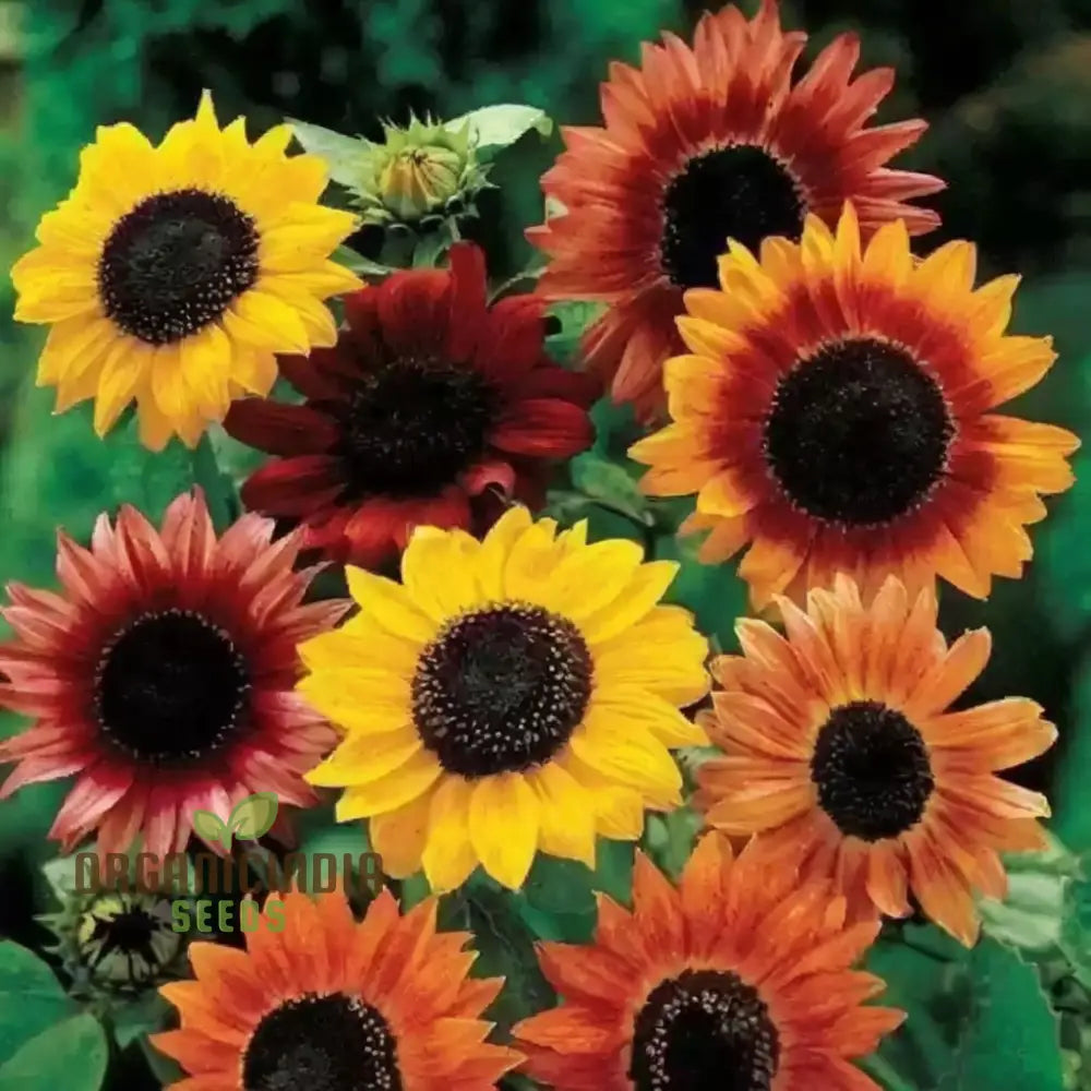 Mixed Sunflower Seeds High Germination Vibrant Colors Ideal For Garden Landscaping Flower Seeds