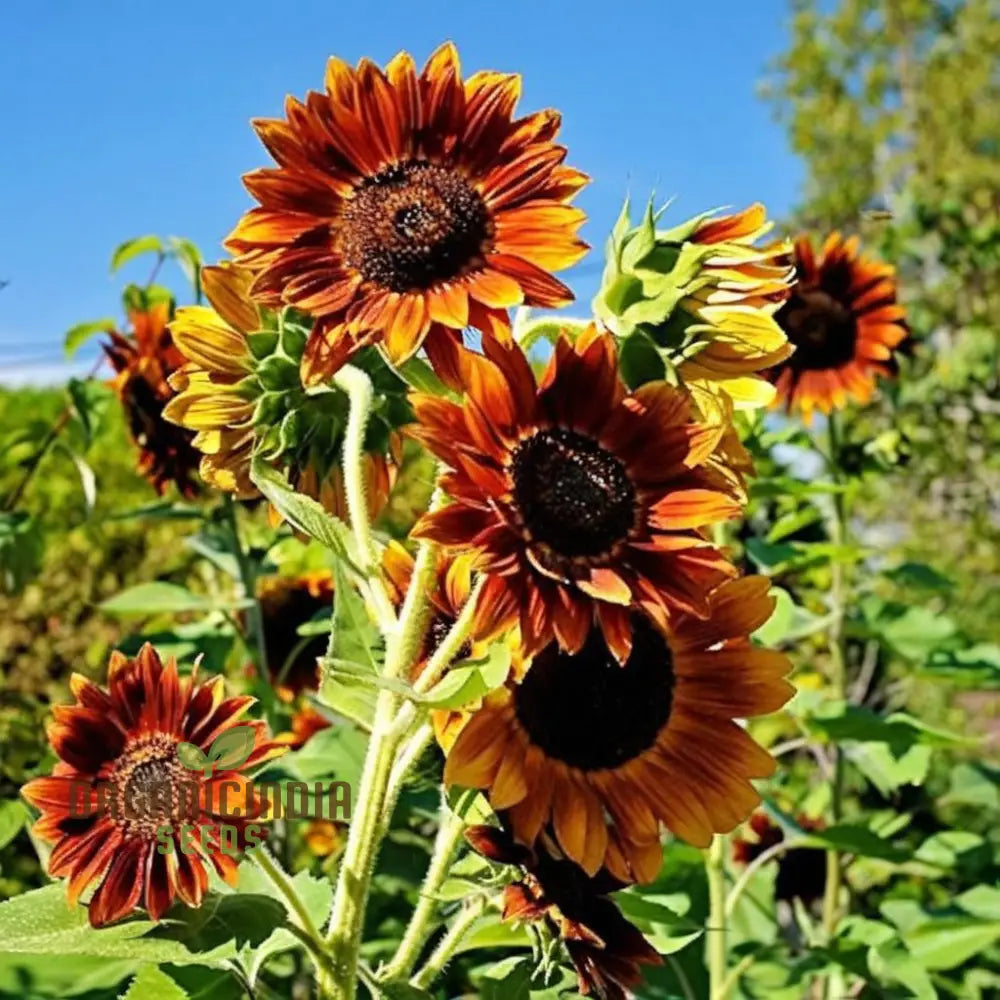 Mixed Sunflower Seeds High Germination Vibrant Colors Ideal For Garden Landscaping Flower Seeds