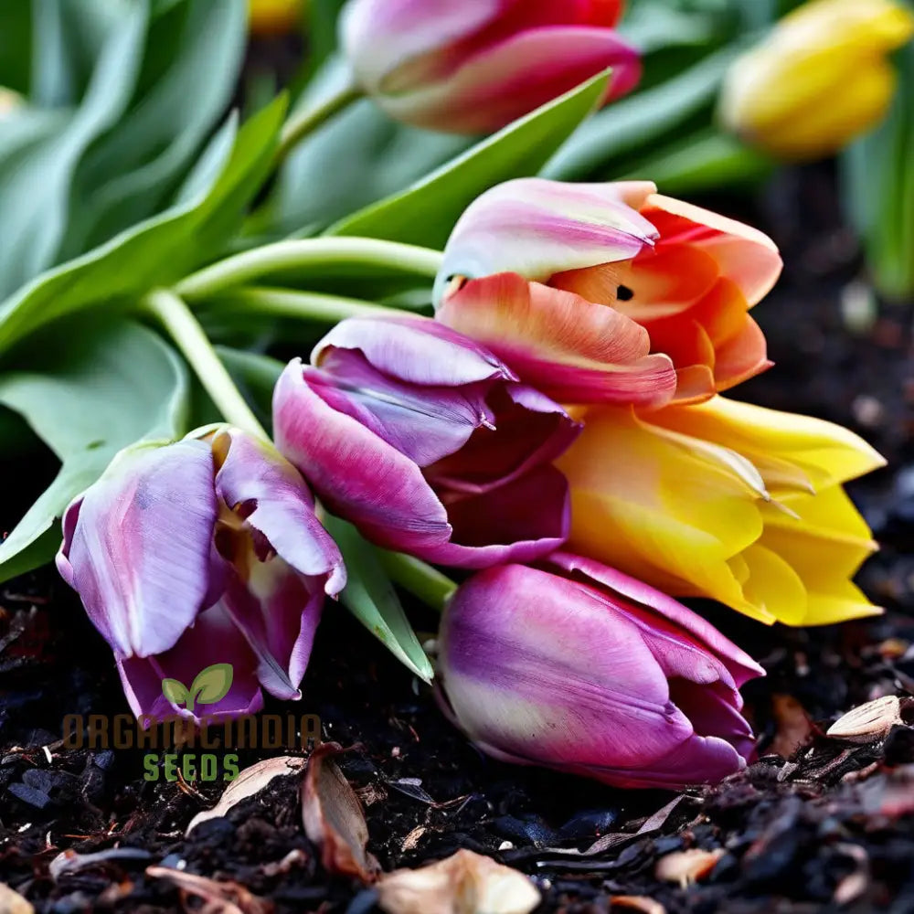 Mixed Tulip Flower Seeds Premium For Planting And Gardening - Cultivate A Colorful Vibrant Garden