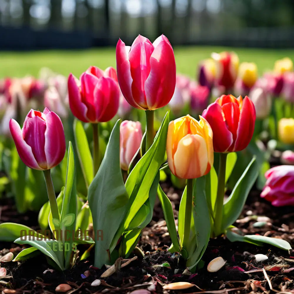 Mixed Tulip Flower Seeds Premium For Planting And Gardening - Cultivate A Colorful Vibrant Garden