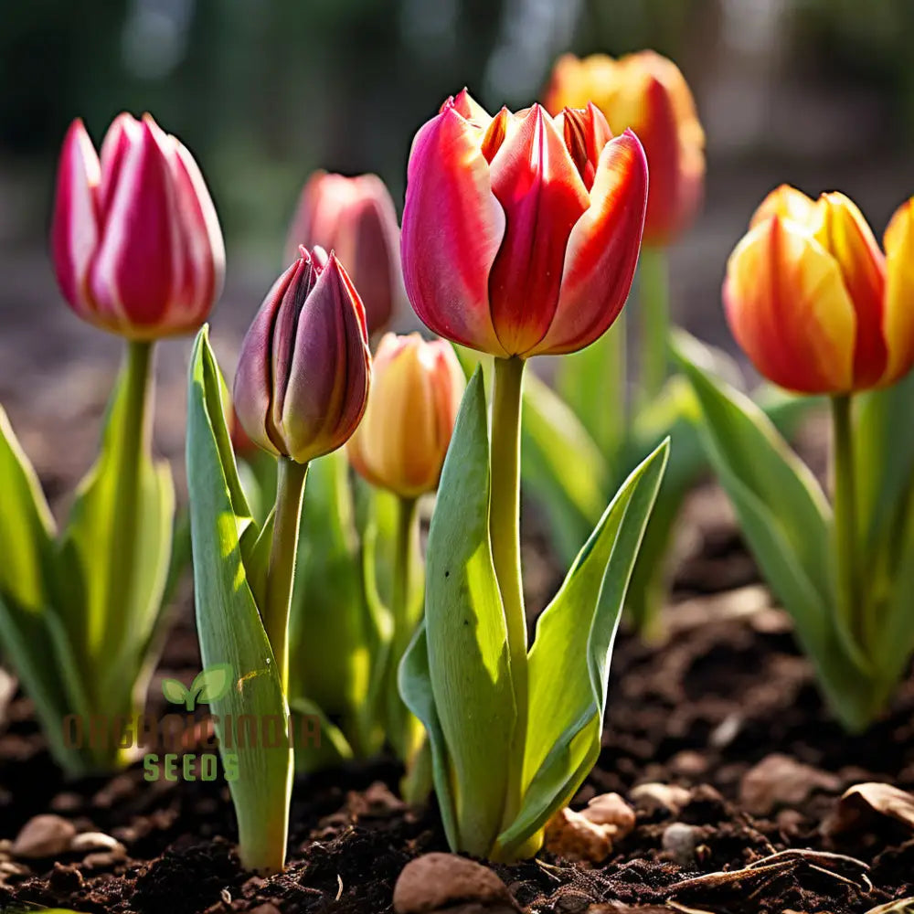 Mixed Tulip Flower Seeds Premium For Planting And Gardening - Cultivate A Colorful Vibrant Garden