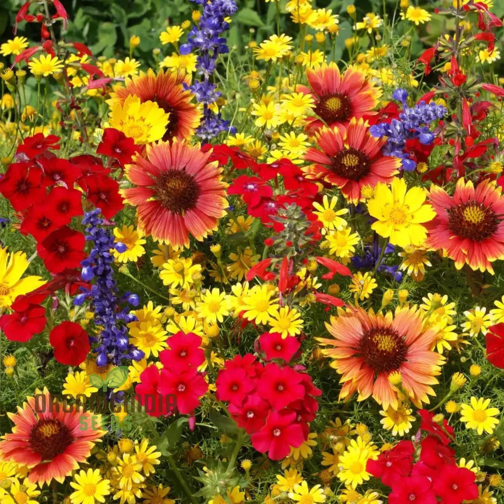 Mixed Wildflower Seeds For Vibrant Gardening Enthusiasts: Enhance Your Garden With Natureâ€™s