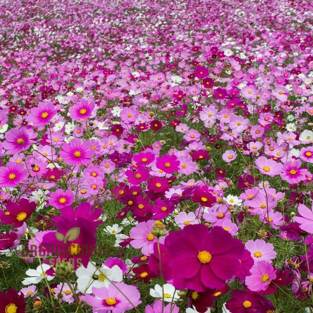 Mixed Wildflower Seeds For Vibrant Gardening Enthusiasts: Enhance Your Garden With Natureâ€™s