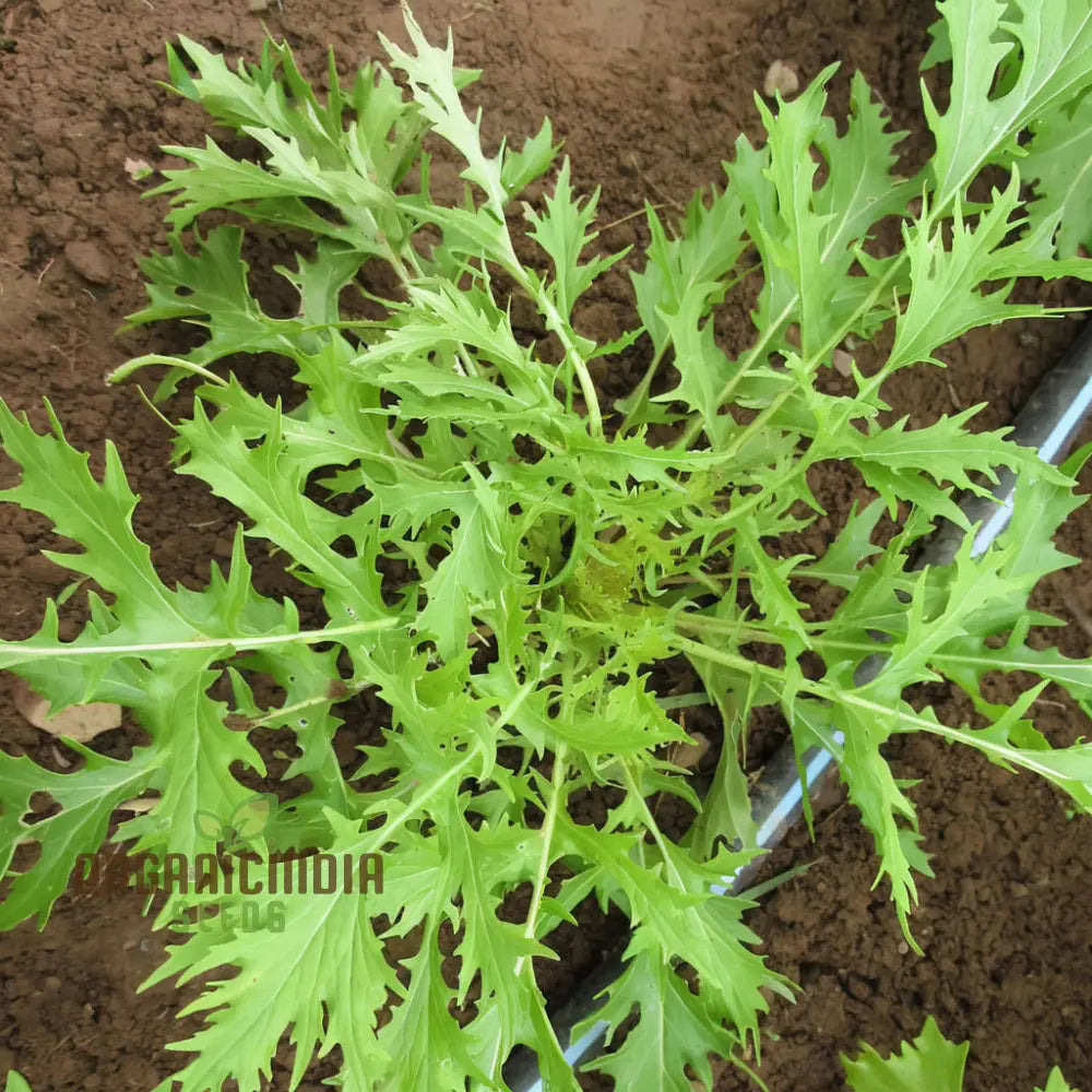 Mizuna Green Vegetable Seeds For Exceptional Planting Gardening & Home