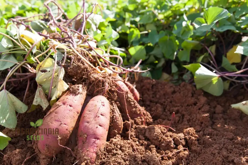 Molokai Purple Sweet Potato Vegetable Seeds For Planting Leafy Greens