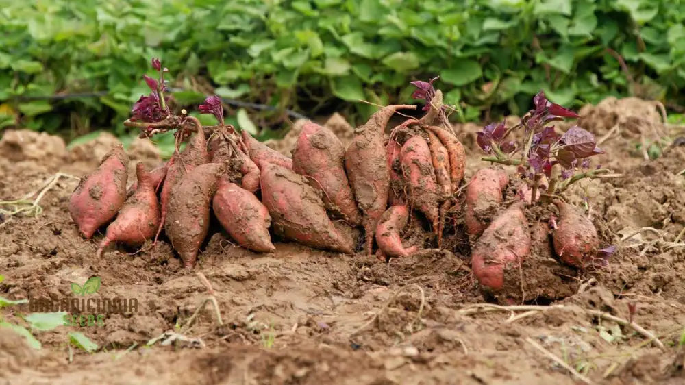 Molokai Purple Sweet Potato Vegetable Seeds For Planting Leafy Greens