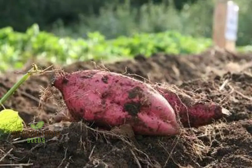 Molokai Purple Sweet Potato Vegetable Seeds For Planting Leafy Greens