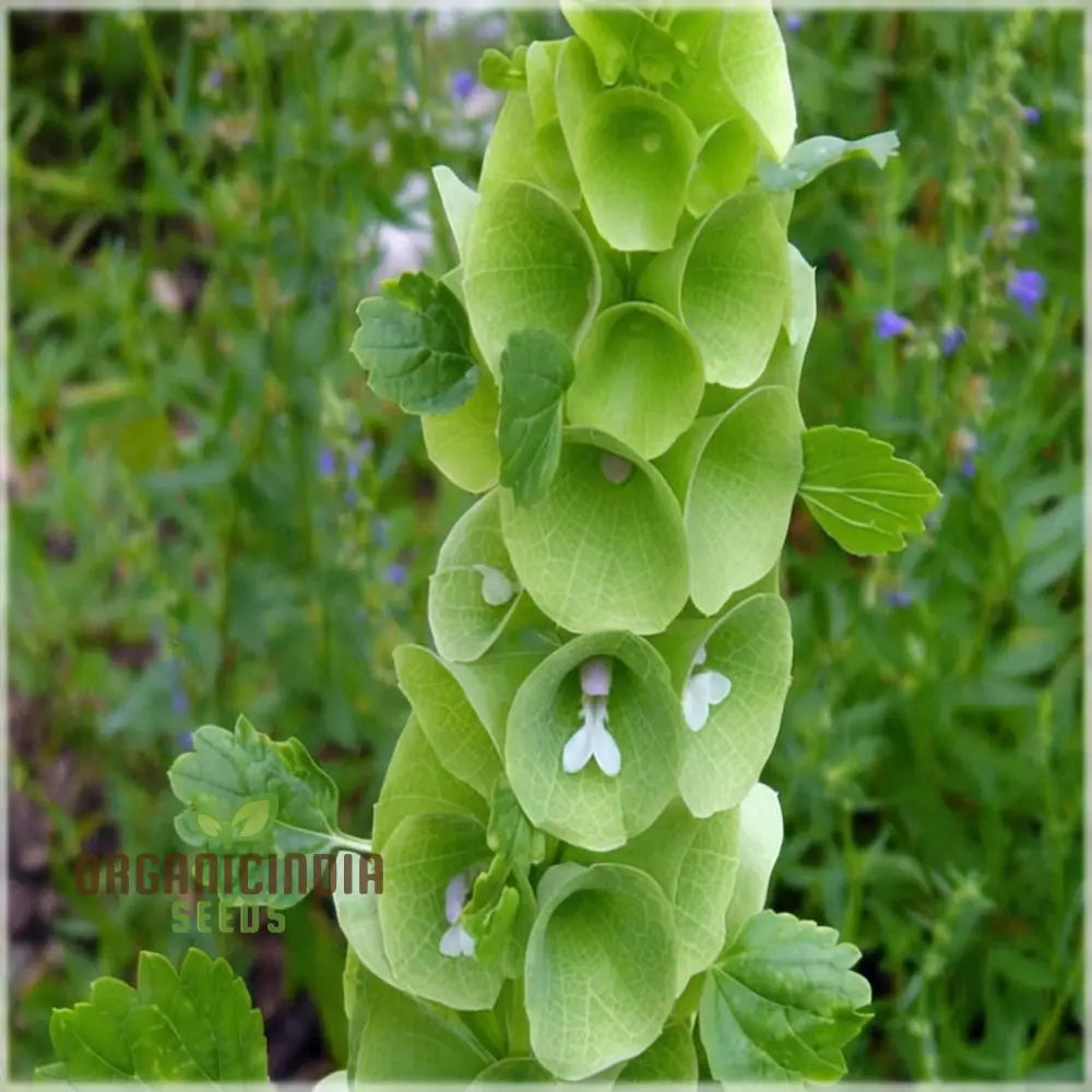 Moluccella Laevis Plant Seeds - Elegant Bells Of Ireland For Lush Greenery Flower Seeds