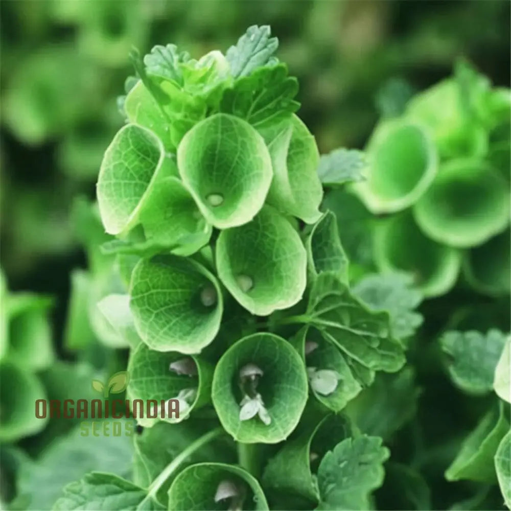 Moluccella Laevis Plant Seeds - Elegant Bells Of Ireland For Lush Greenery Flower Seeds