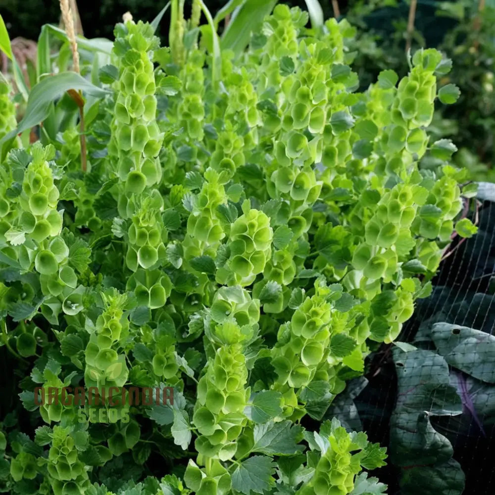 Moluccella Laevis Plant Seeds - Elegant Bells Of Ireland For Lush Greenery Flower Seeds