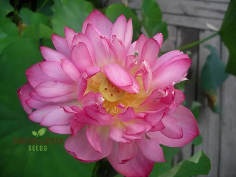 Momo Botan Lotus Flower Seeds - Exquisite Pink Blooms Easy Planting Instructions Included