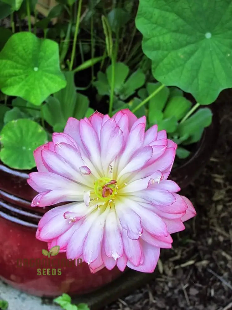 Momo Botan Lotus Flower Seeds - Exquisite Pink Blooms Easy Planting Instructions Included