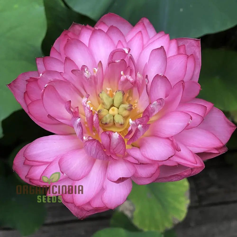 Momo Botan Lotus Flower Seeds - Exquisite Pink Blooms Easy Planting Instructions Included