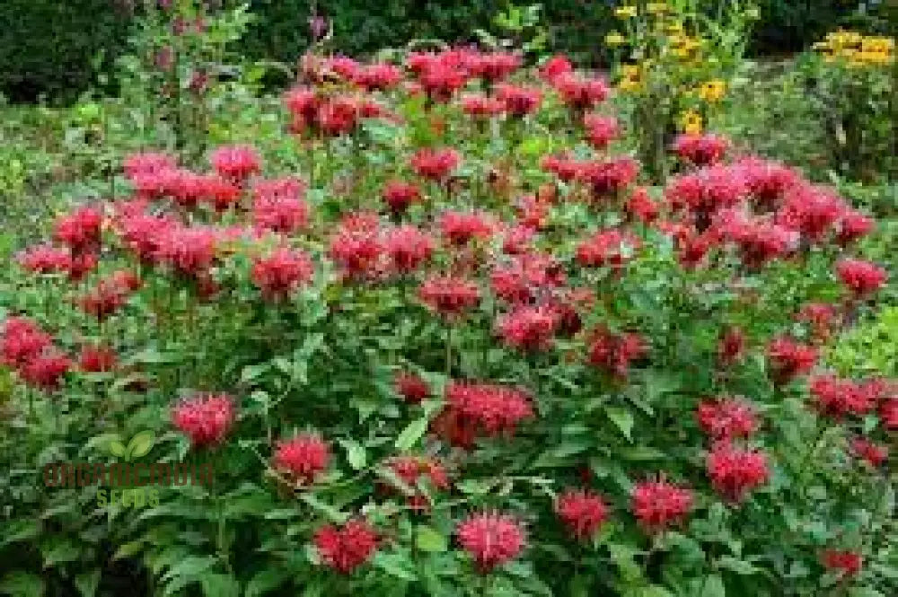 Monarda Didyma Bergamot Seeds For Vibrant Gardening Enthusiasts