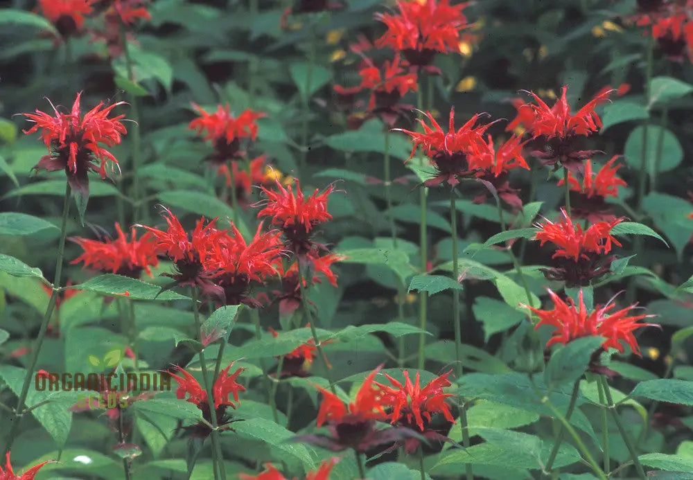 Monarda Didyma Bergamot Seeds For Vibrant Gardening Enthusiasts