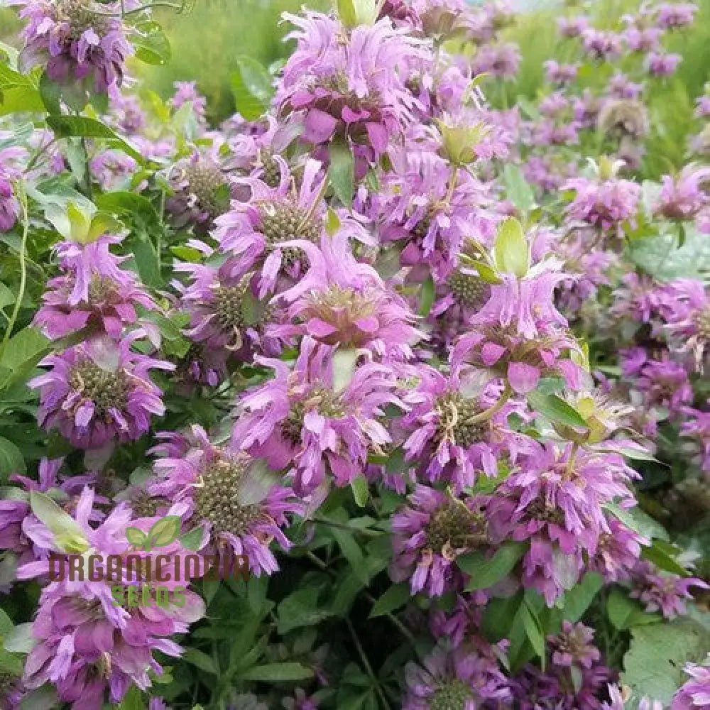 Monarda Hybrida â€™Lambadaâ€™ Flower Seeds For Planting Vibrant Perennial Blooms Gardening Seeds