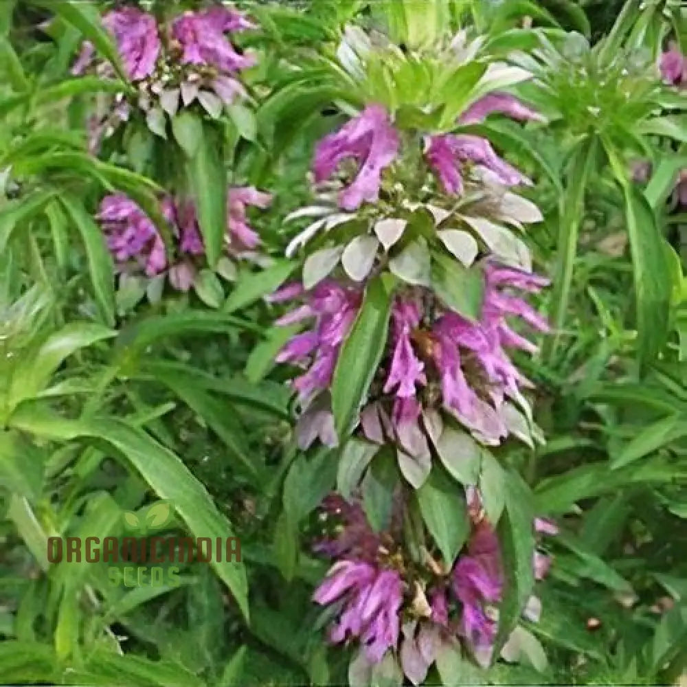 Monarda Hybrida â€™Lambadaâ€™ Flower Seeds For Planting Vibrant Perennial Blooms Gardening Seeds