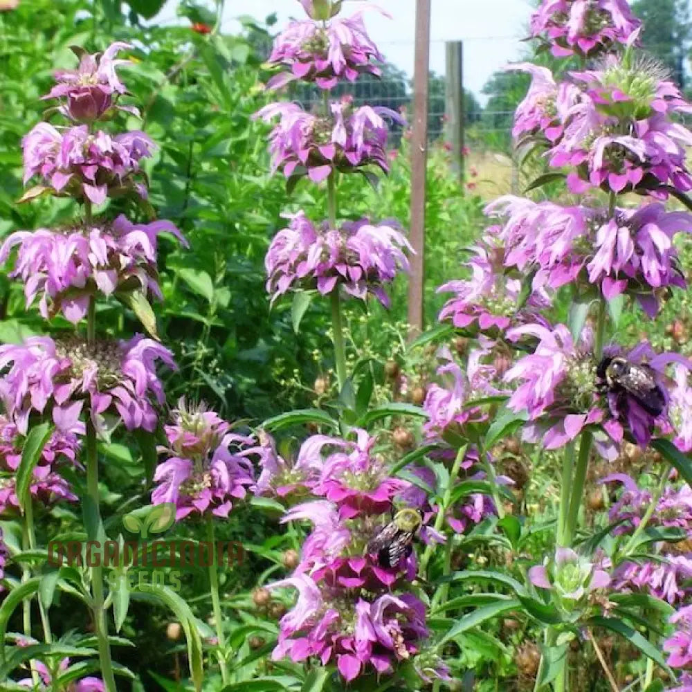 Monarda Hybrida â€™Lambadaâ€™ Flower Seeds For Planting Vibrant Perennial Blooms Gardening Seeds