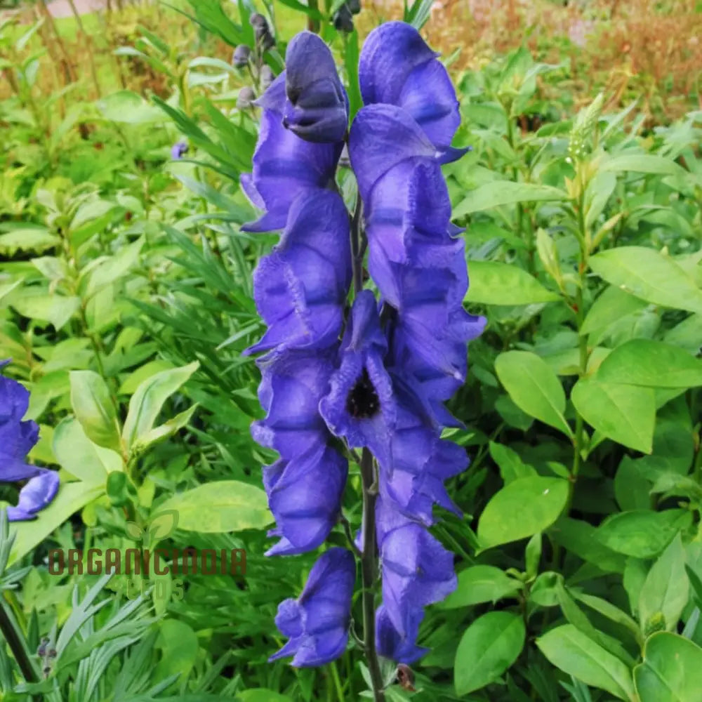 Monkshood (Aconitum Napellus) Seeds â€“ Elevate Your Gardening Experience With Striking Majestic