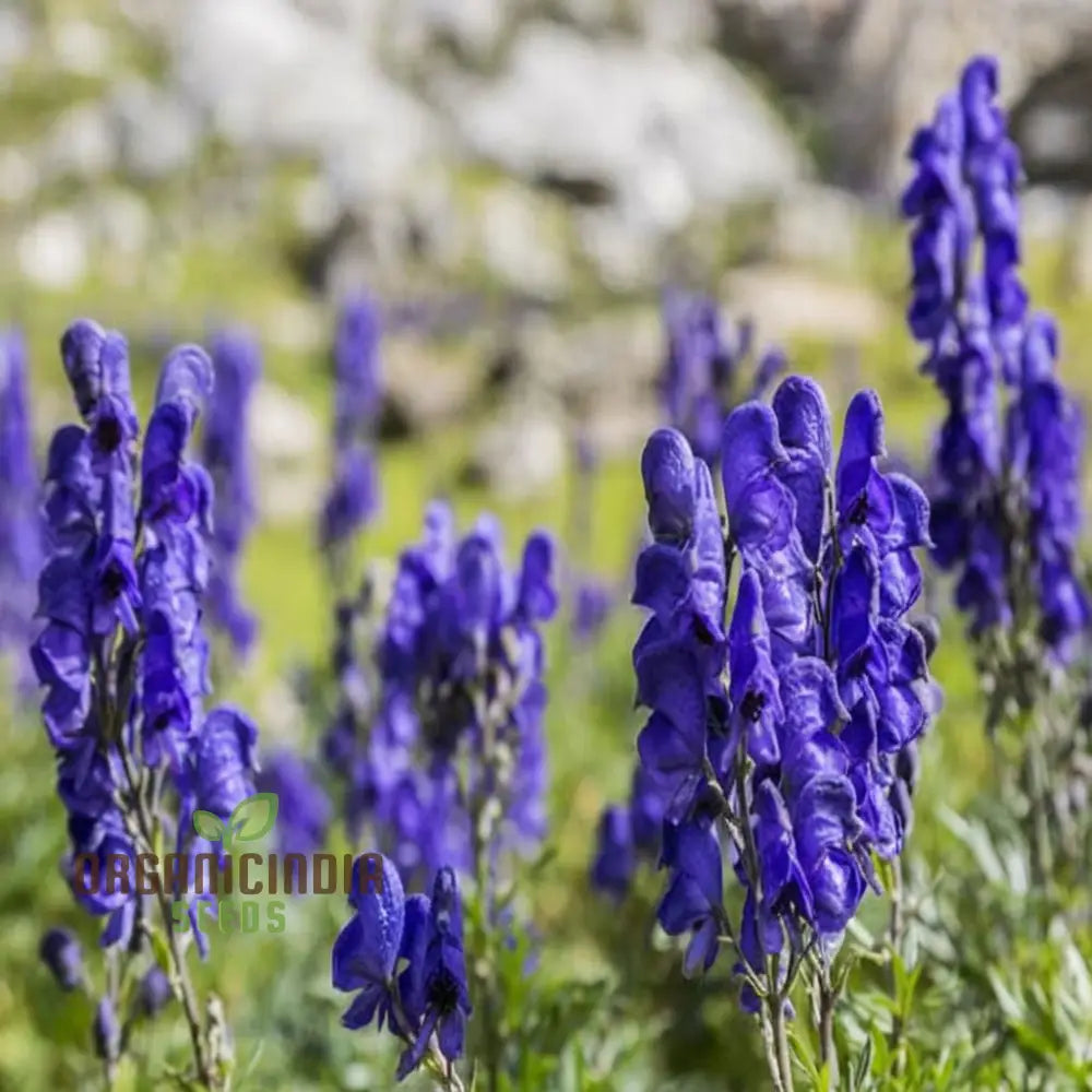 Monkshood (Aconitum Napellus) Seeds â€“ Elevate Your Gardening Experience With Striking Majestic