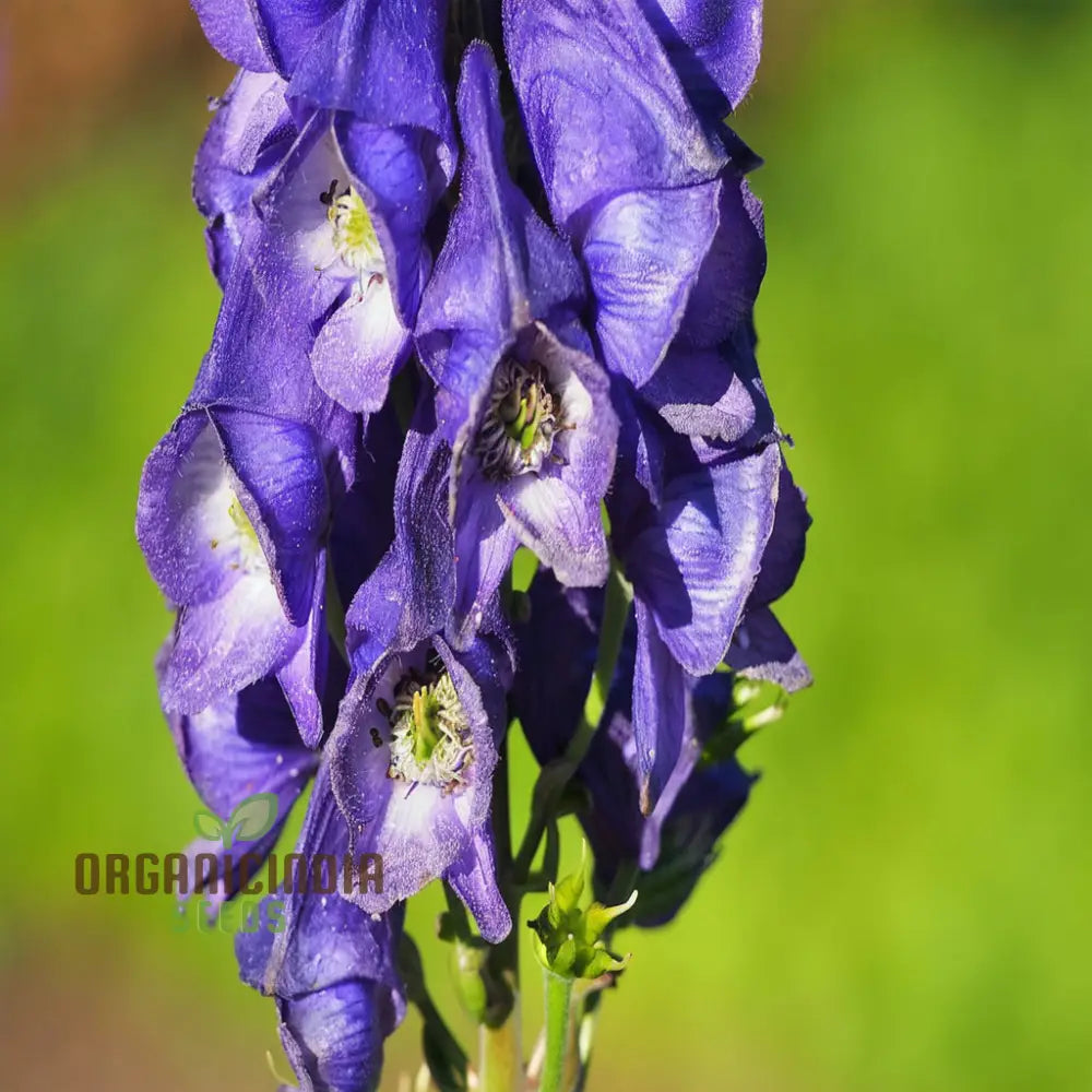 Monkshood (Aconitum Napellus) Seeds â€“ Elevate Your Gardening Experience With Striking Majestic