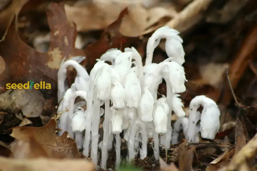 Monotropa Uniflora Seeds - Planting The Enigmatic Indian Pipe Flower