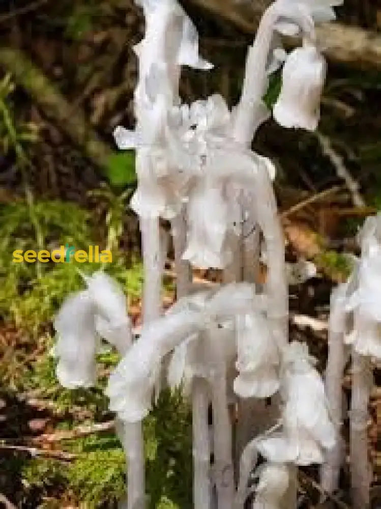 Monotropa Uniflora Seeds - Planting The Enigmatic Indian Pipe Flower