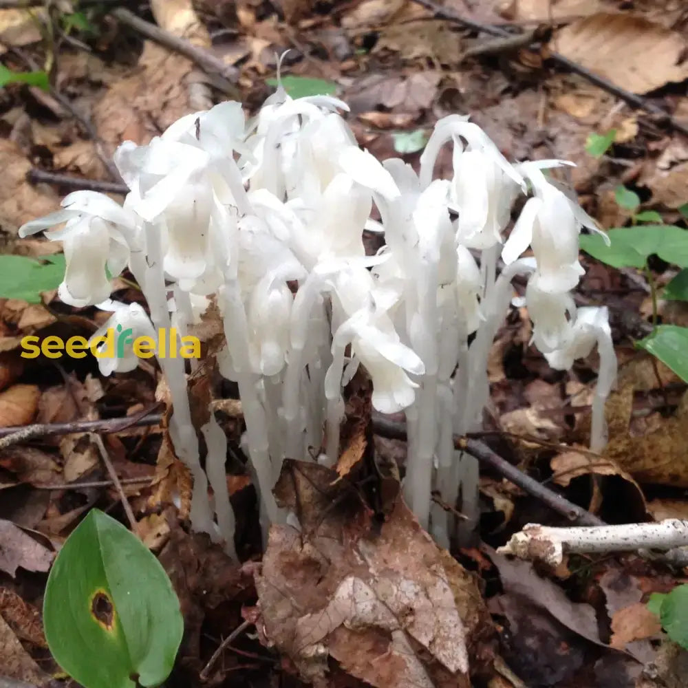 Monotropa Uniflora Seeds - Planting The Enigmatic Indian Pipe Flower