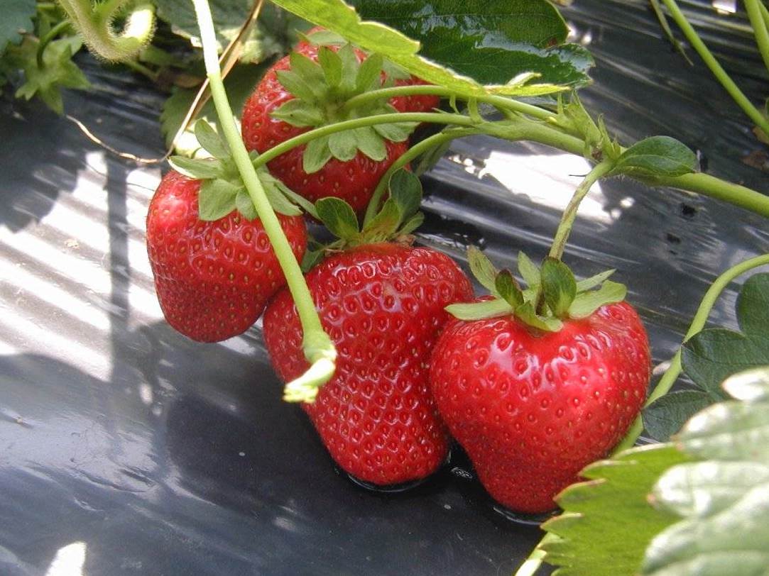 Monterey Strawberry Seeds for Planting – Everbearing, Sweet & High-Yield Berries