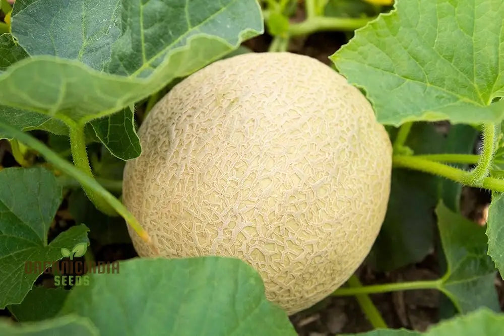 Monumental Vines Cultivating Giant Long Muskmelon Fruit Seeds Embark On A Gardening Odyssey Squash