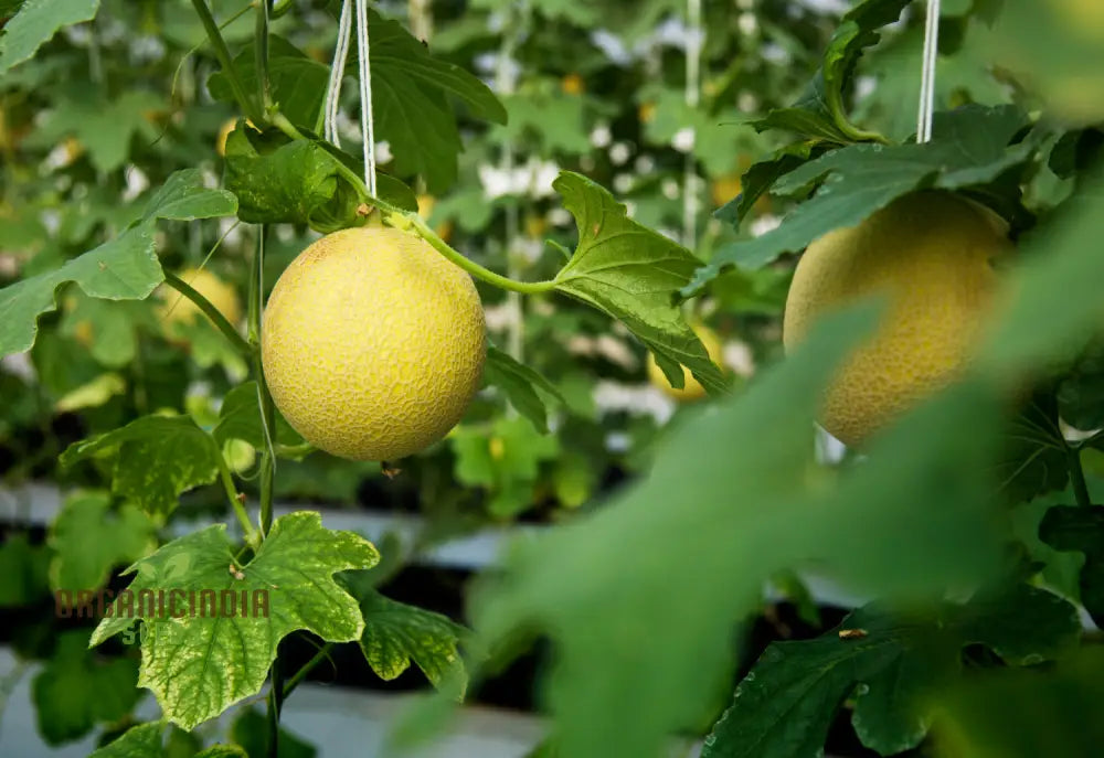 Monumental Vines Cultivating Giant Long Muskmelon Fruit Seeds Embark On A Gardening Odyssey Squash