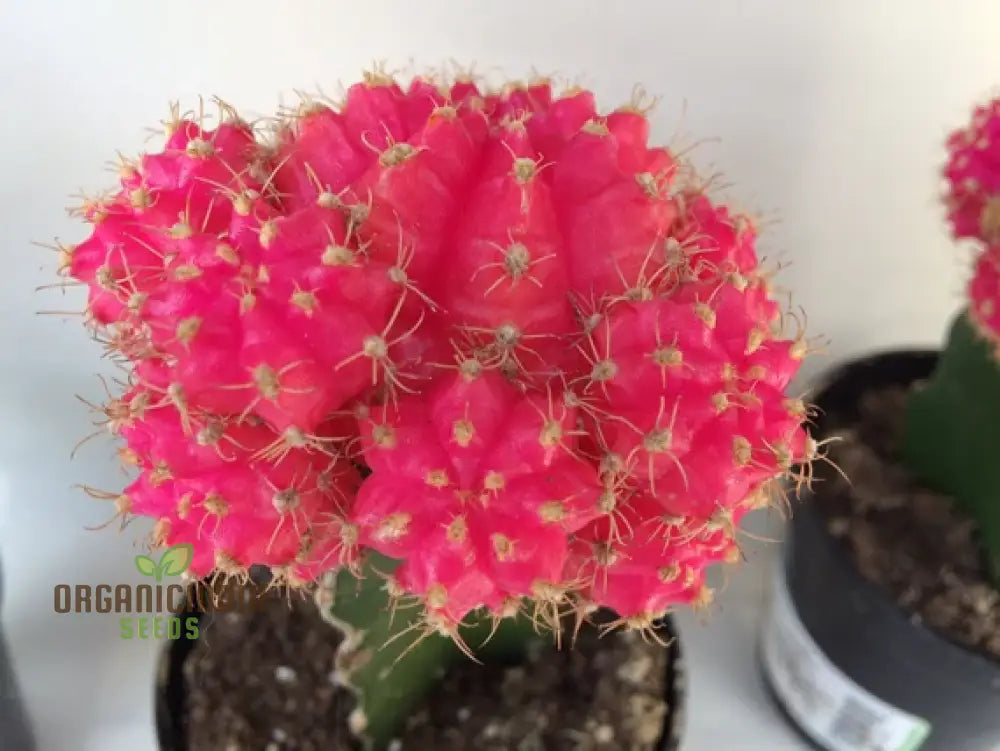 Moon Cactus Succulent Seeds For Planting Premium Unique Cacti Gardens Flower Seeds