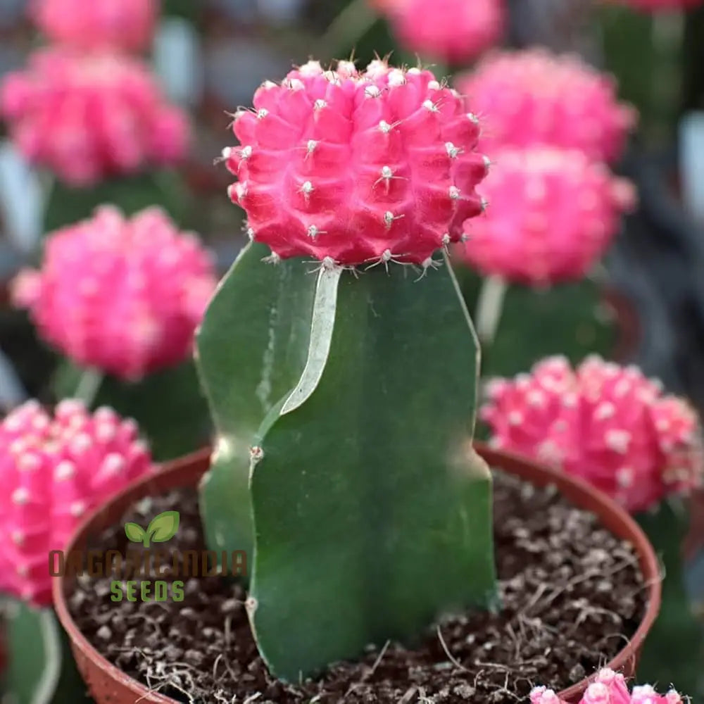 Moon Cactus Succulent Seeds For Planting Premium Unique Cacti Gardens Flower Seeds